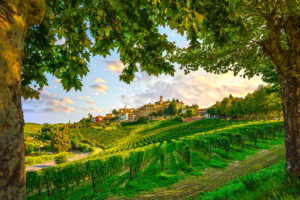 jättegrön vingård